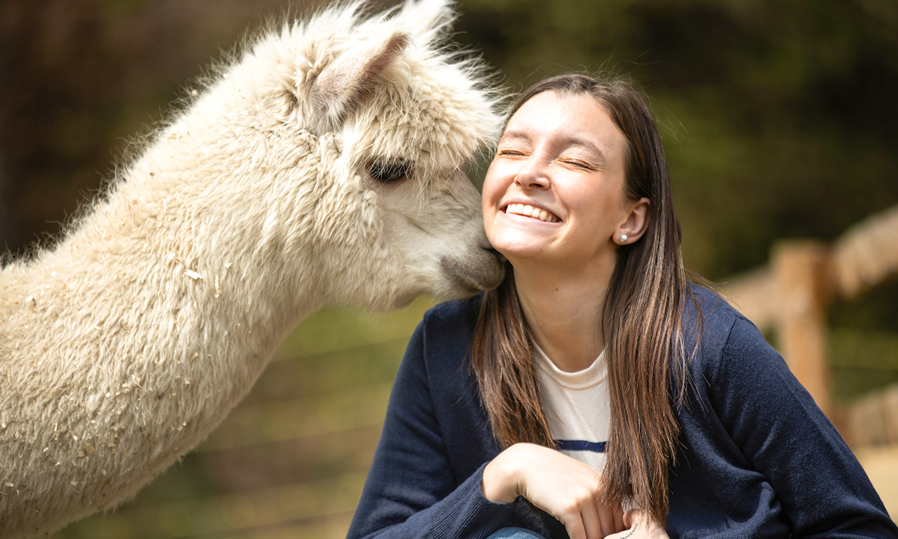 Alpaca Langeslag