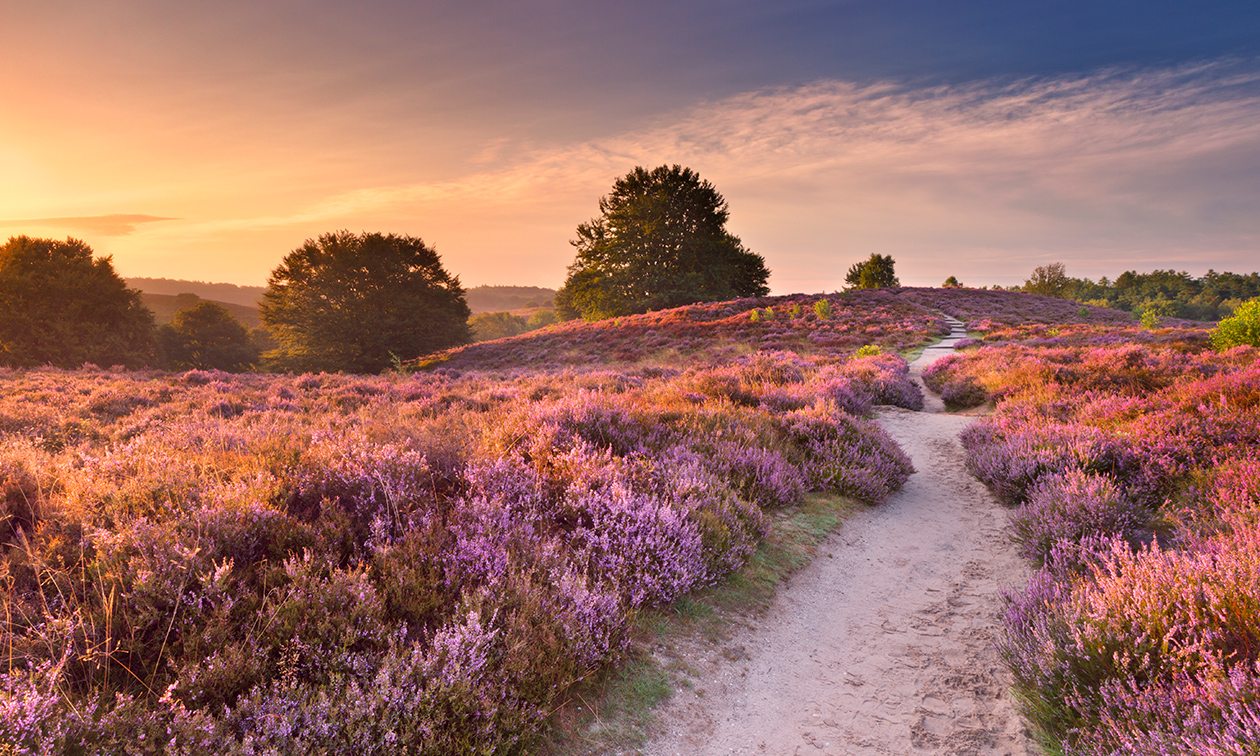 Kieveen