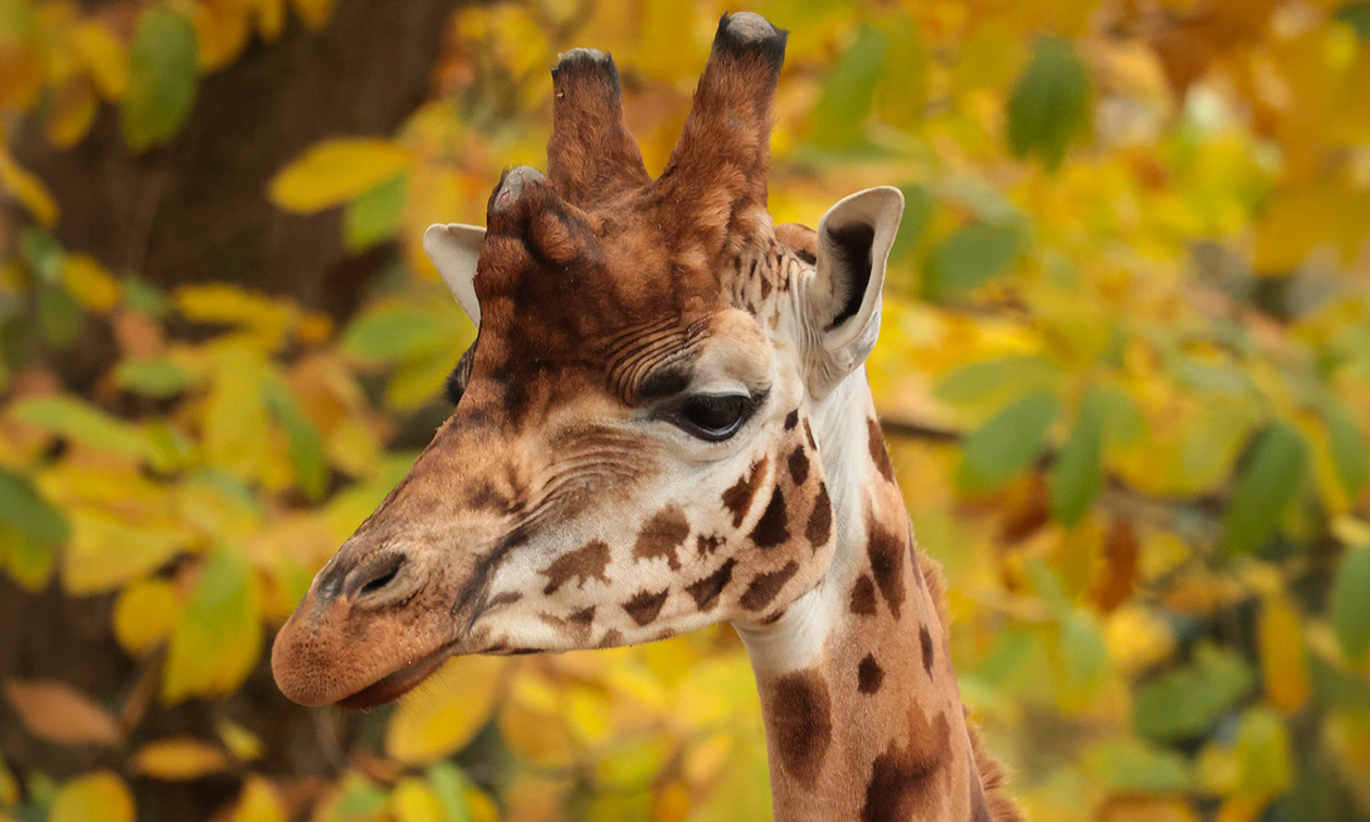 Ouwehands Dierenpark Rhenen