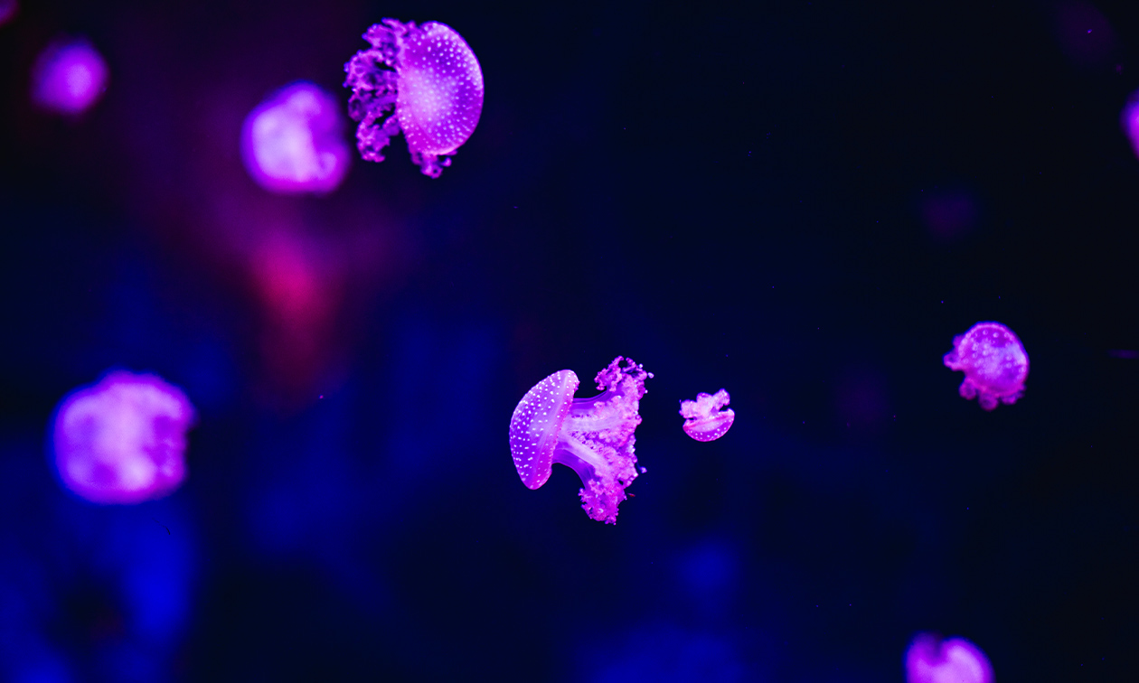 SEA LIFE Scheveningen
