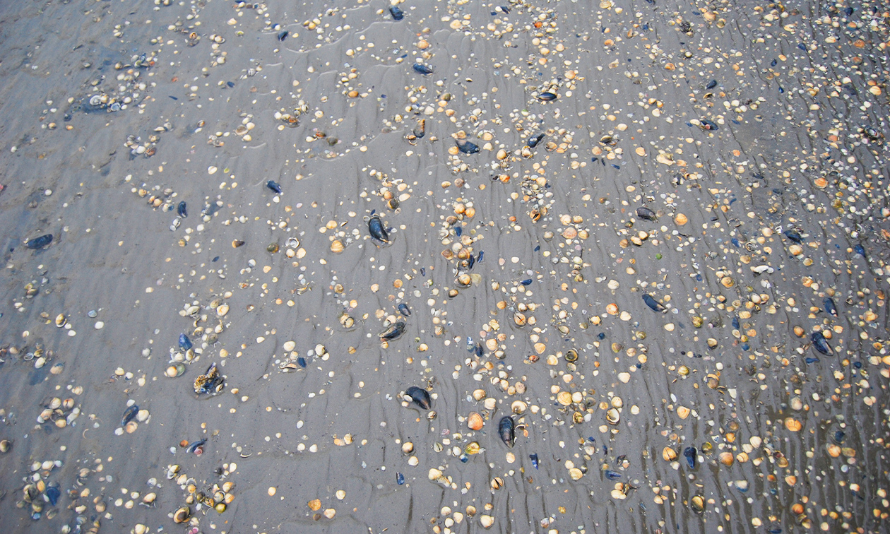 Wadlopen Pieterburen
