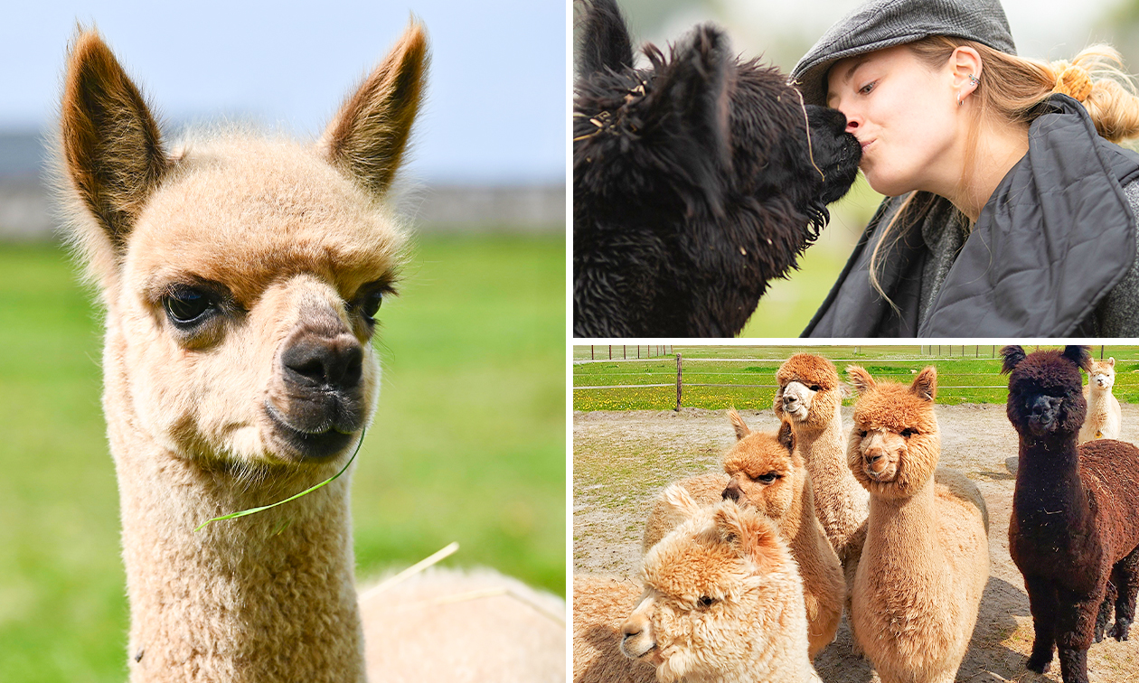 Complete alpaca experience (2 tot 2,5 uur)