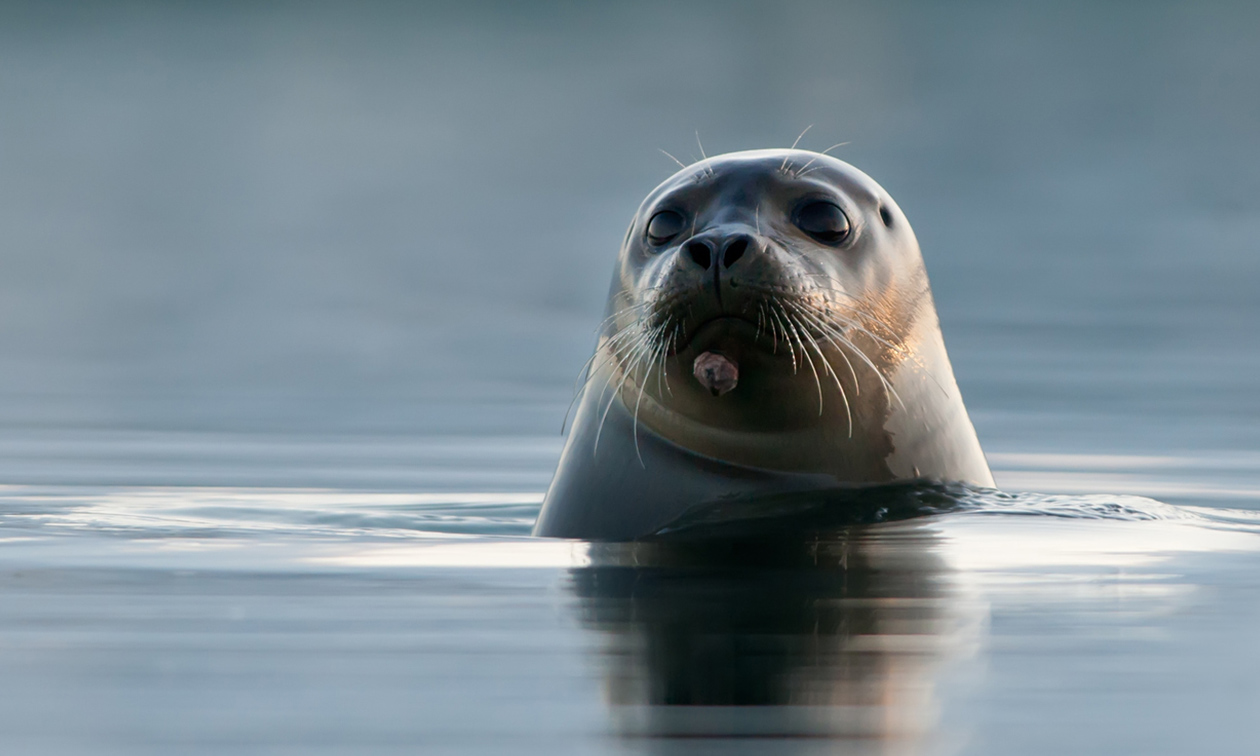 Zeehondensafari (3 uur)