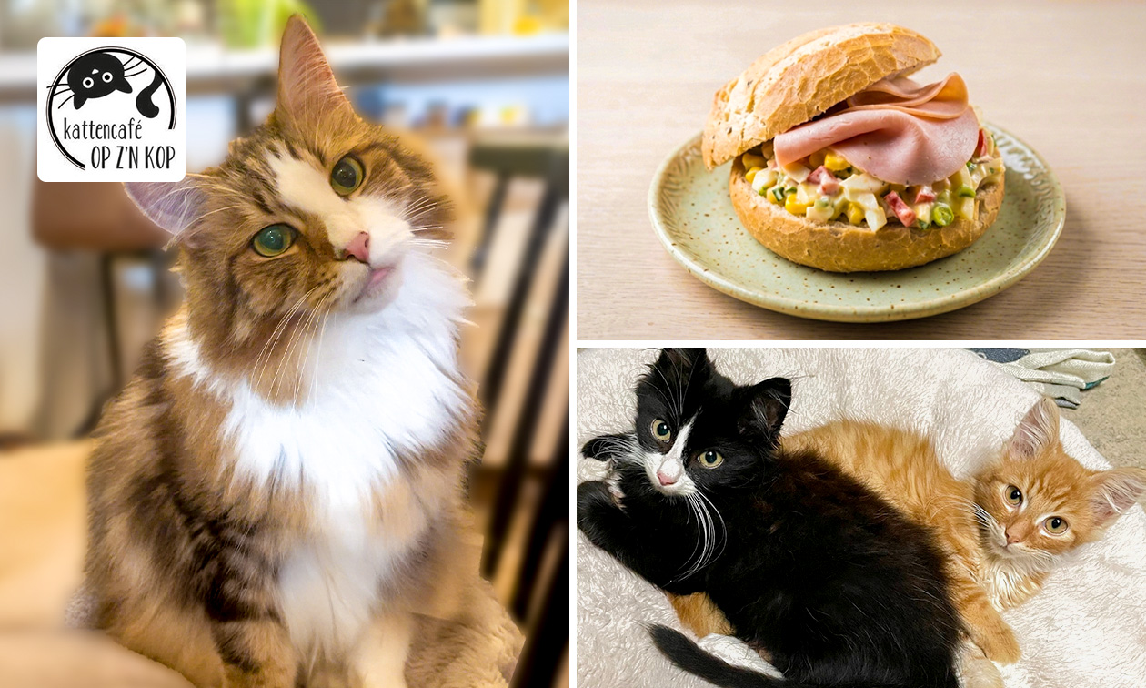 Kattencafé Op z'n Kop