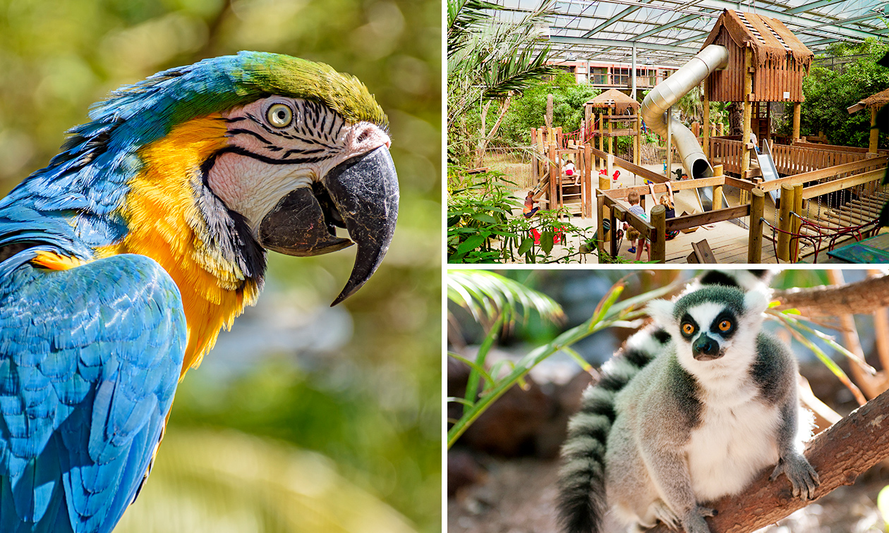Dagentree Papegaaienpark Zoo Veldhoven