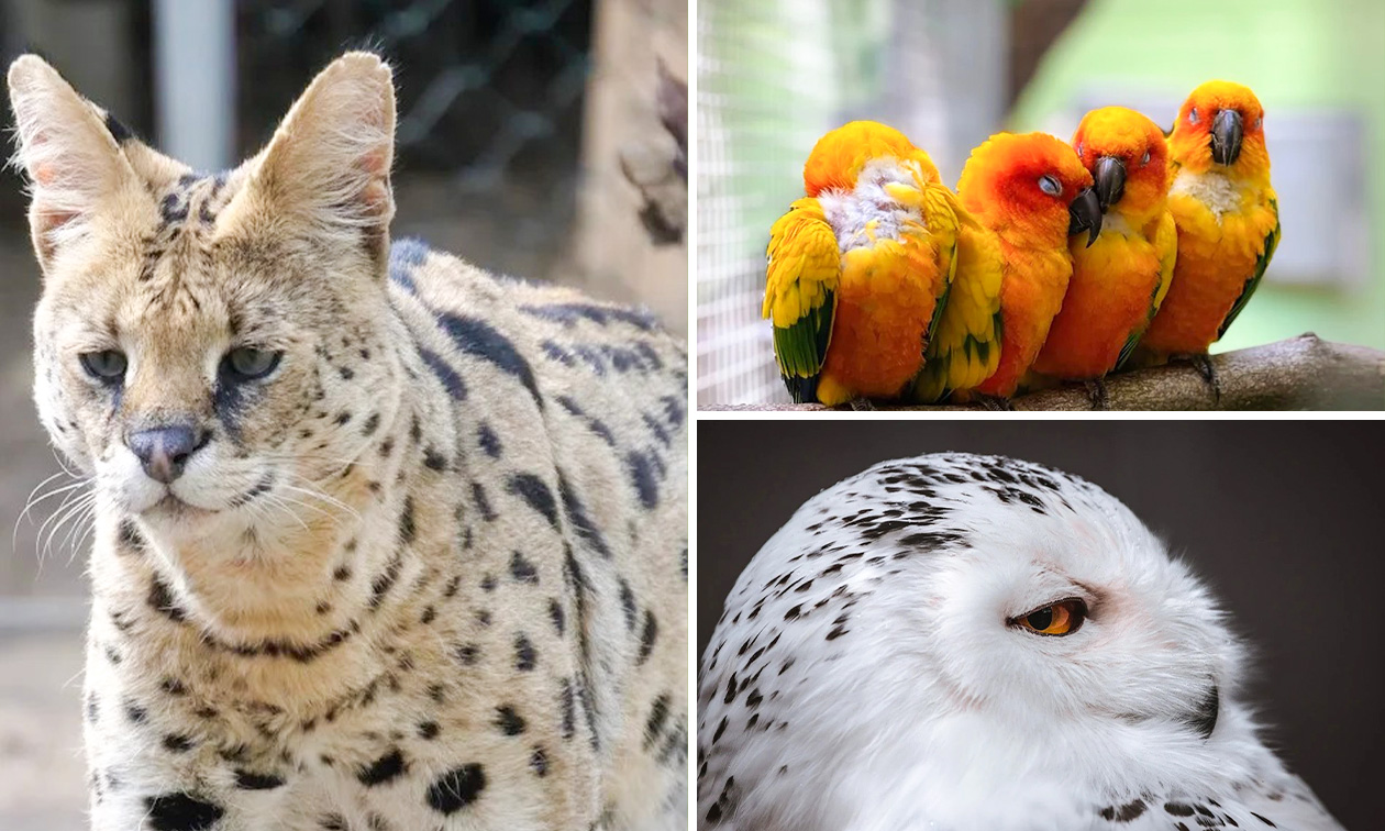 Familien-Tageseintritt in den Solinger Vogel- und Tierpark