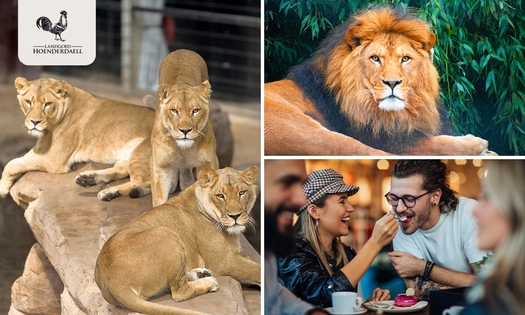 Backstage bij Stichting Leeuw (2,5 uur) + VR experience + koffie/thee + gebak