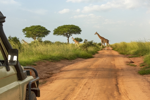 Safari i Sydafrika