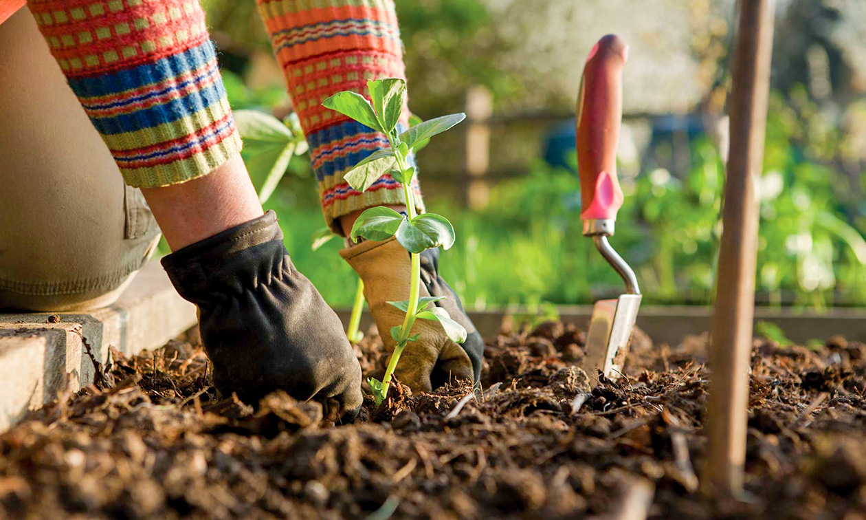 Tuinonderhoud of tuinaanleg