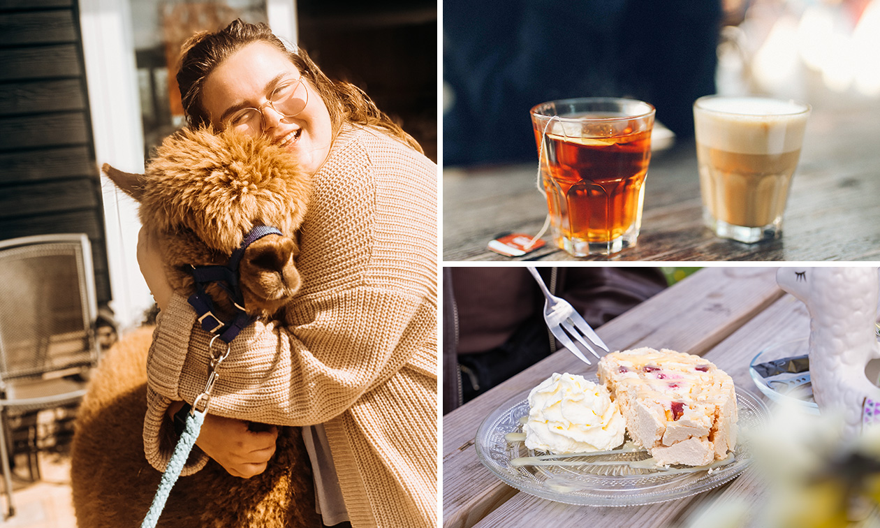 Alpaca Meet & Feed incl. gebak + drankje naar keuze bij Wilgenhart